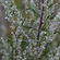 Mugwort.png