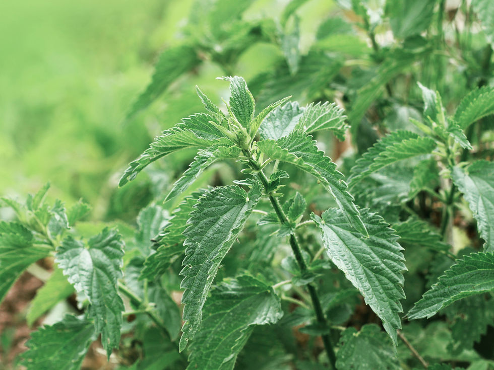 Nettle