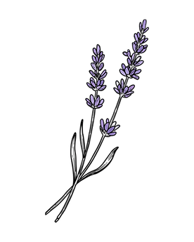 lavender (2)_edited.png