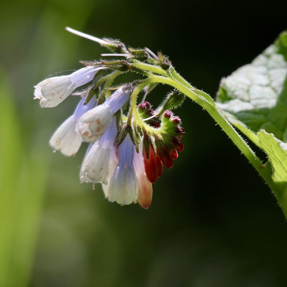 Comfrey Capricorn zodiac herb