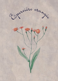 EpervieÌre_orangeÌe.jpg