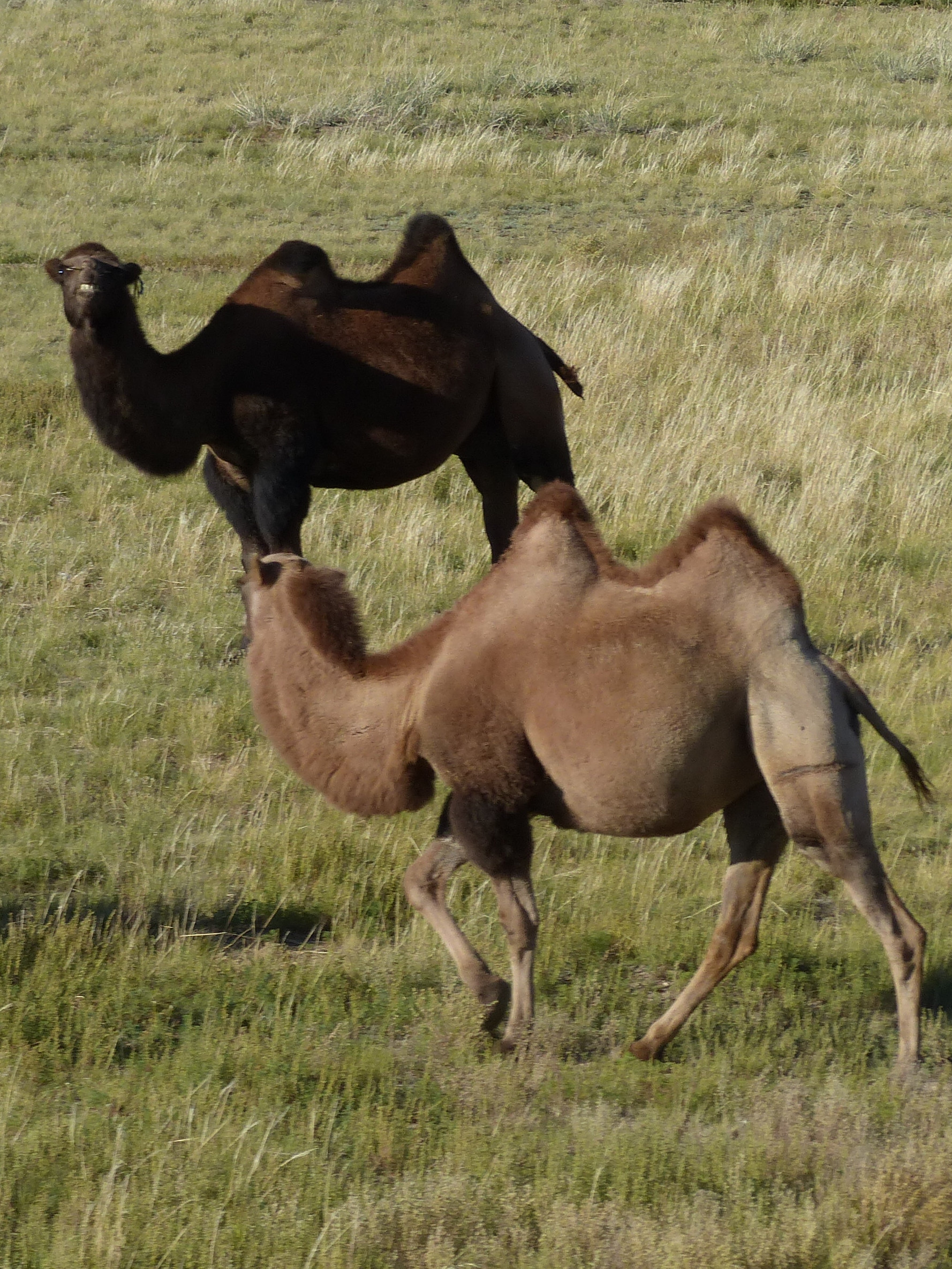 Wildlife