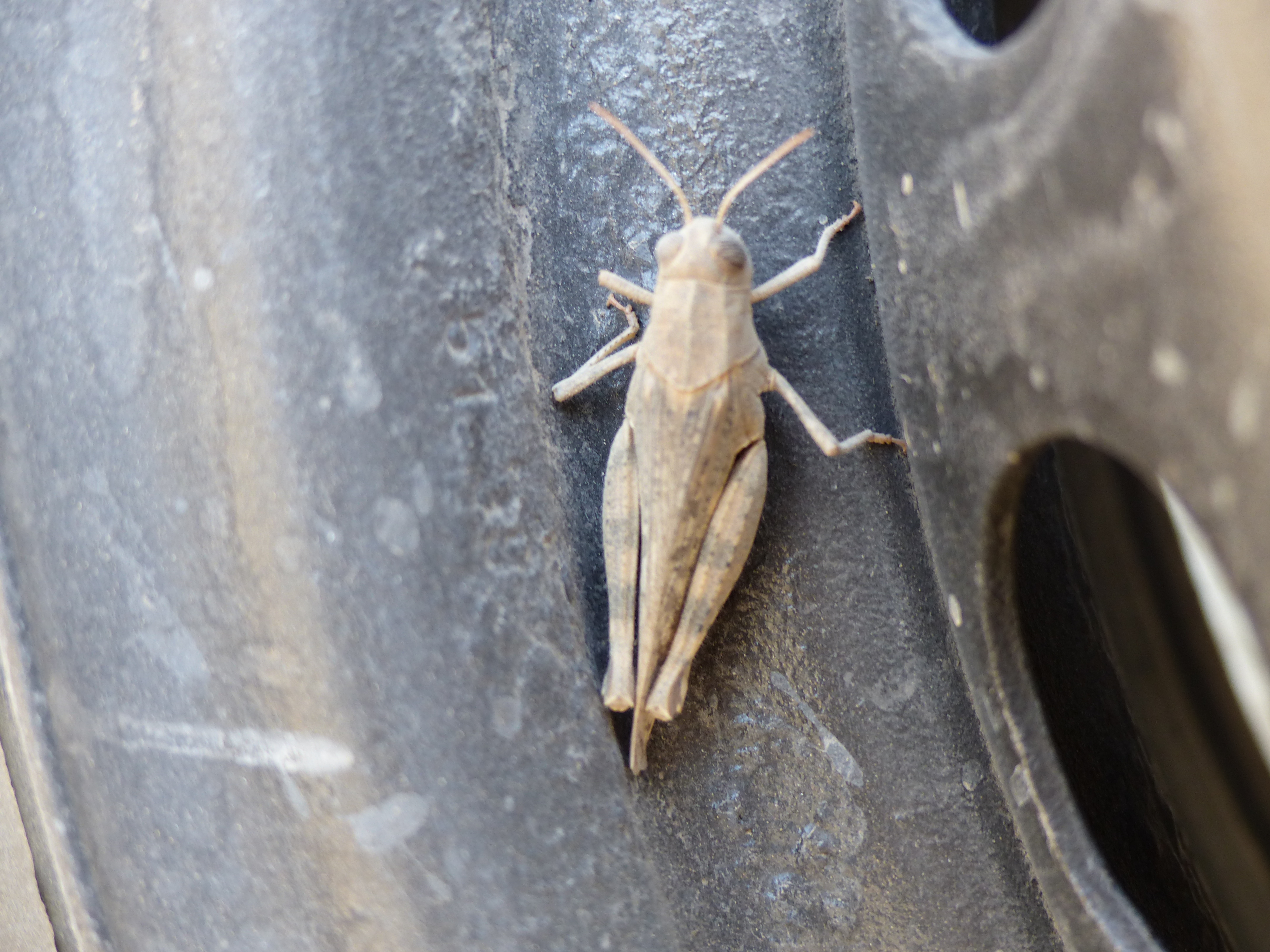 Insect