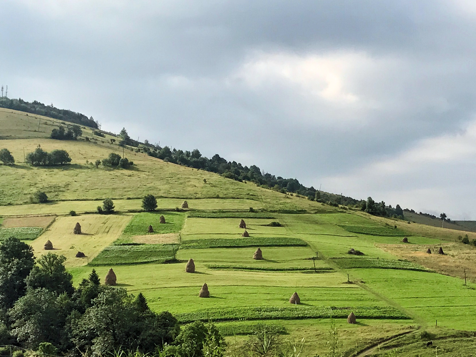 Fields