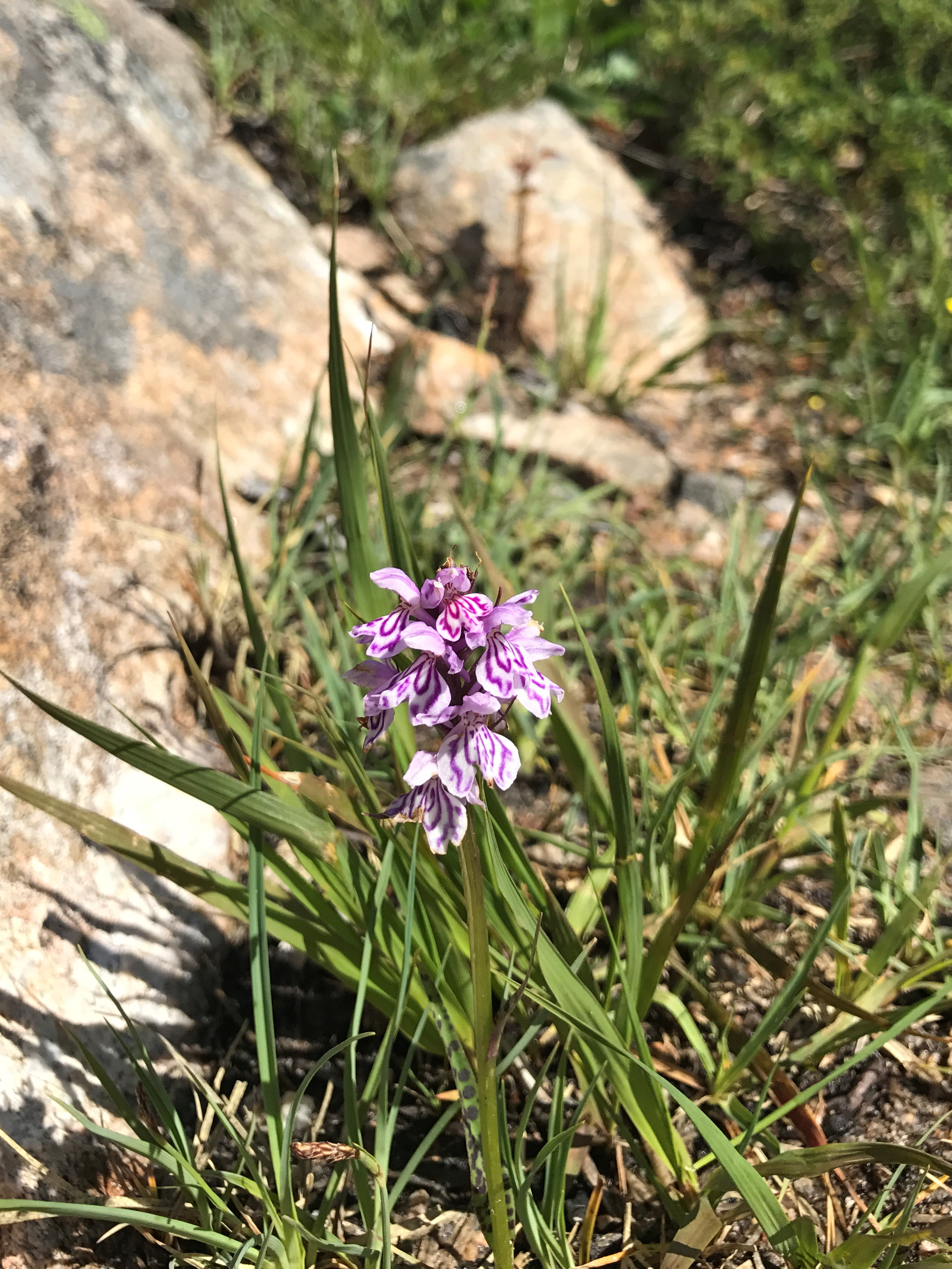 Flora