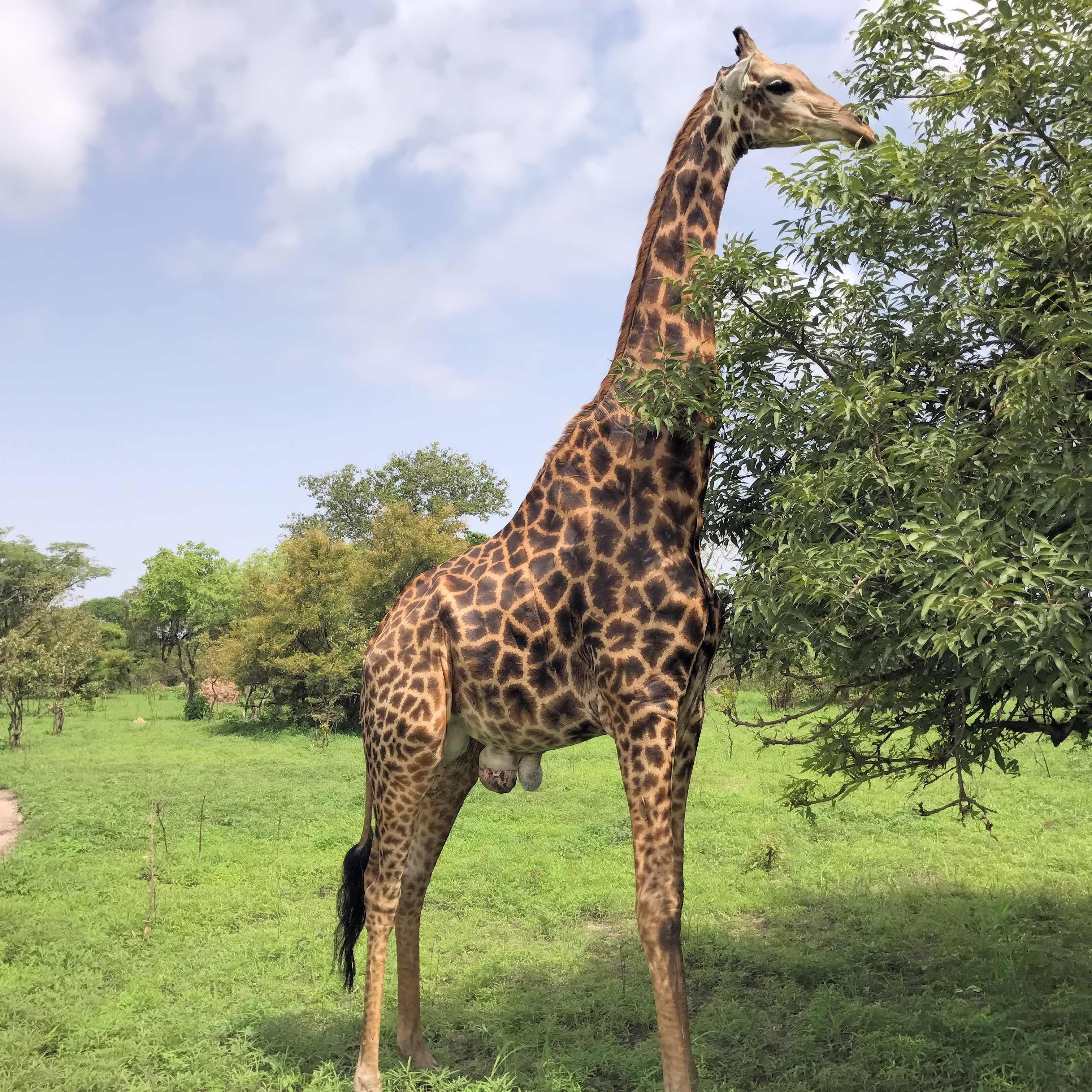 Wildlife