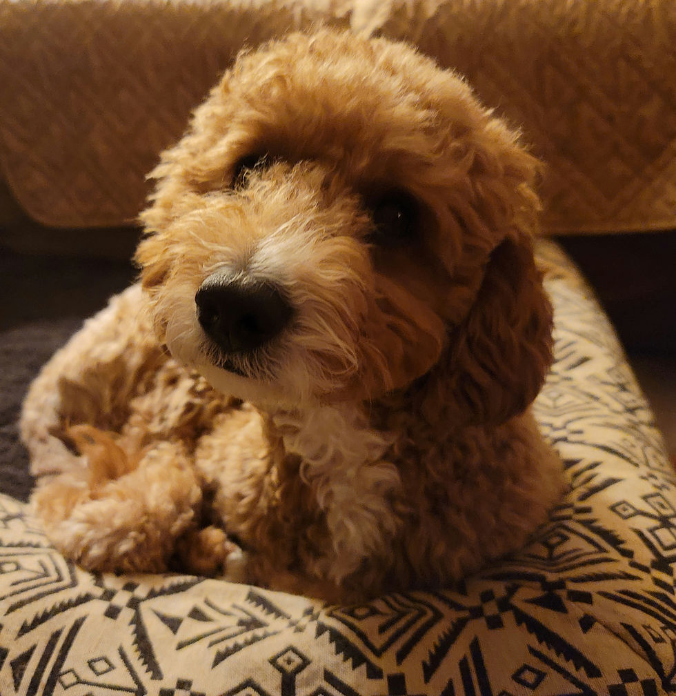 Oliver