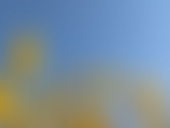 yellow forsythia flowers against a sunny blue sky