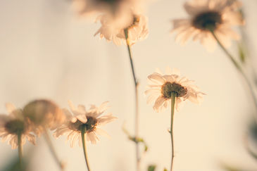 close up of some large, tall daisies, cream coloured