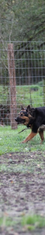 Chien garderie canine bordeaux cestas educateur canin parc à chiens