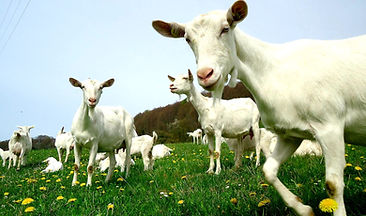 Fromage de chèvre, chèvre Gessenay, agritourisme, vente directe