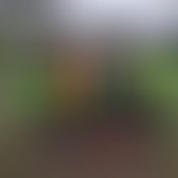 Buy one get one free