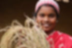 11_rice_harvest.jpeg