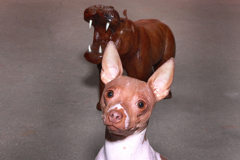 Leather Hippopotamus Vintage Leather Hippo, Nardo Da Vintage, Vintage Furniture, Mid Century Furniture, Design Furniture