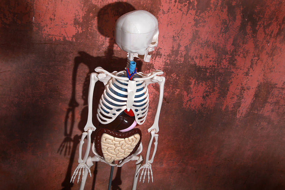 Thumbnail: Anatomical Anatomical Skeleton Made In Spain, Plastic Skeleton , Nardo Da Vintage, NardoDaVintage