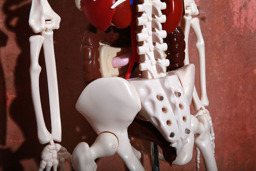 Thumbnail: Anatomical Anatomical Skeleton Made In Spain, Plastic Skeleton , Nardo Da Vintage, NardoDaVintage
