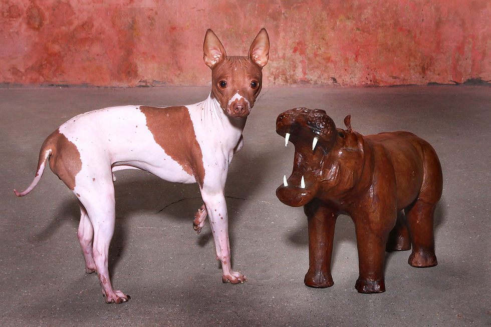 Thumbnail: Leather Hippopotamus Vintage Leather Hippo, Nardo Da Vintage, Vintage Furniture, Mid Century Furniture, Design Furniture