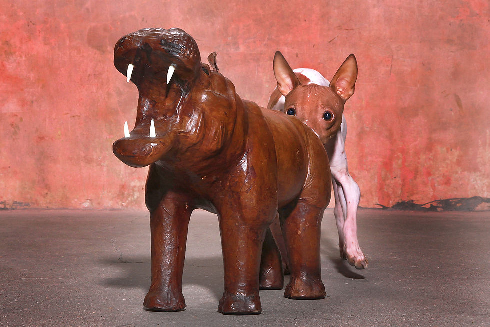 Thumbnail: Leather Hippopotamus Vintage Leather Hippo, Nardo Da Vintage, Vintage Furniture, Mid Century Furniture, Design Furniture