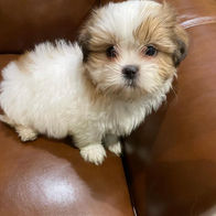 shih tzu puppy