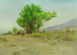 Cottonwood, Owens Valley.