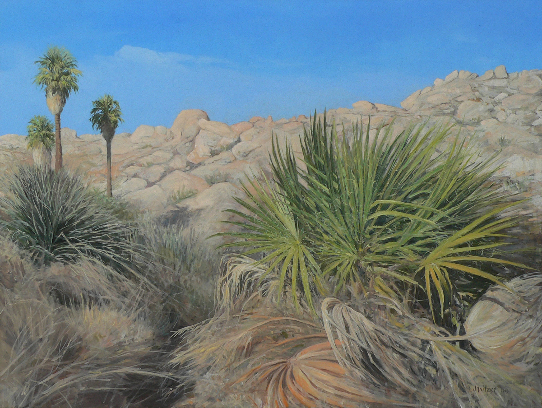 Lost Palms Oasis, Young Fan Palm