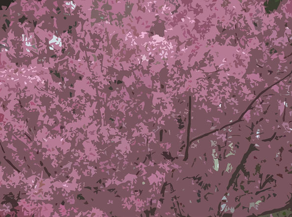An image of a tree's bountiful pink petals.