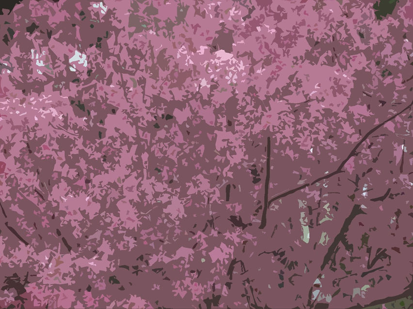 A closeup of a tree's bountiful pink petals.