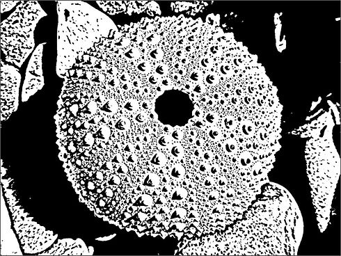 A closeup view of a sea-urchin test in black-and-white.