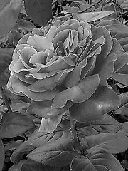 A border image:  A black-and-white closeup of the rose's petals.