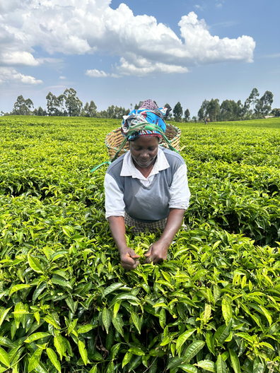 The Women of Tea – Kangaita Tea Factory