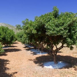 cellules souches vegetales de la resine de l arbre porway