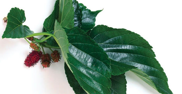 Les cellules souches végétales : révolutions de l'anti-âge