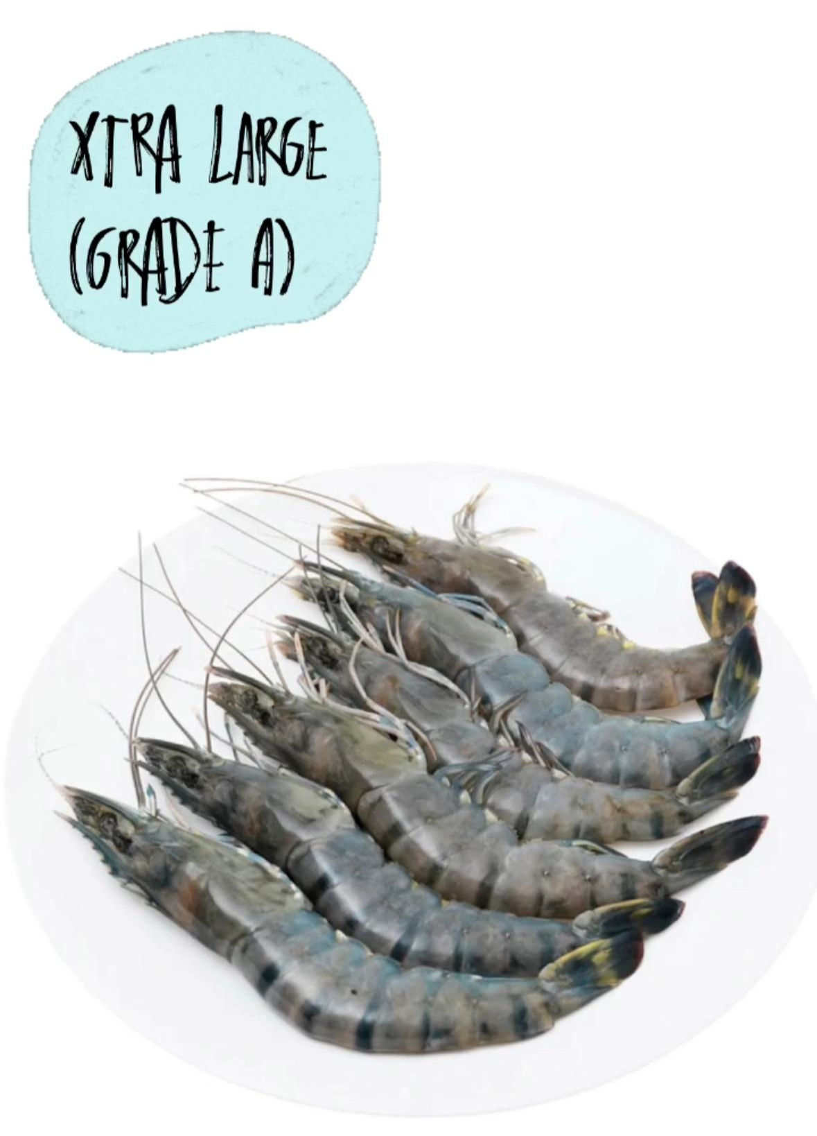 TIGER PRAWN XTRA LARGE / UDANG HARIMAU (GRADE A)