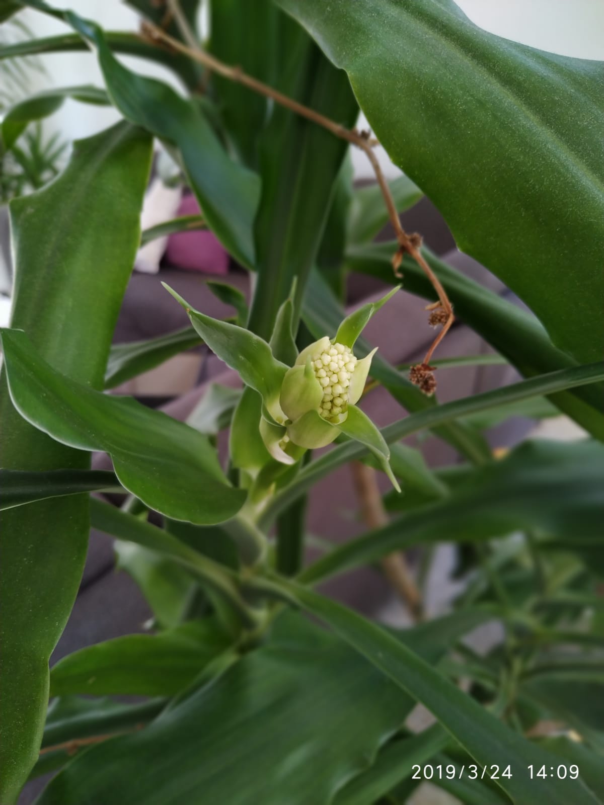 Soal Larangan Ucapan Natal Di Kue Dapur Cokelat Kita