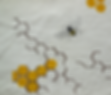 Bees and Honey