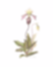 Paphiopedilum Orchid