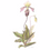 Thumbnail: Paphiopedilum Orchid - Giclee Print