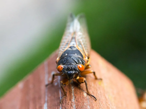 The Cicadas Are Coming: What Forest Landowners and Wildcrafters Need to Know in a Brood XIV Year