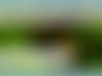 Karotte in der Ernährungsheilkunde