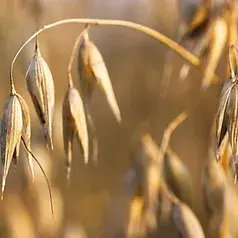 Fortbildung Ernährungsheilkunde 2026 - Metabolisches Syndrom Teil 1