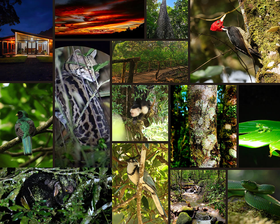 Collage Oktari