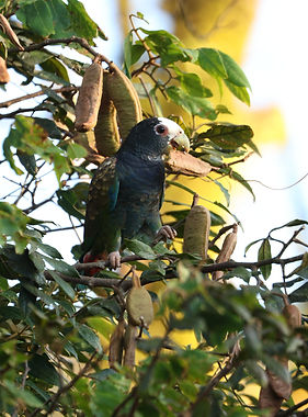 Parrot