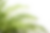 vecteezy_green-tropical-branch-palm-leaf-with-shadow-on-transparent_15280864.png