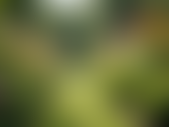 Create a Wildlife Garden: Tips from Helpful Harrier