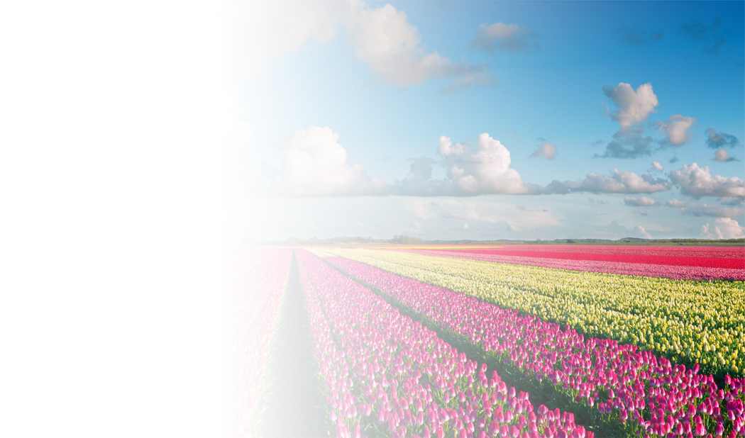 tulips_align_homepage_1_0.png