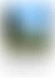 The Rose Garden - Queen Mary's Garden in Regent's Park