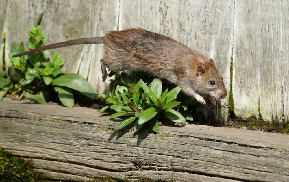 Texas Rats are giving some home owners quite a workout.