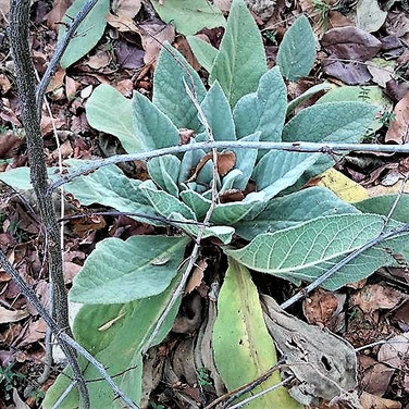 Welcome To Highland Village Texas Pest Control Services