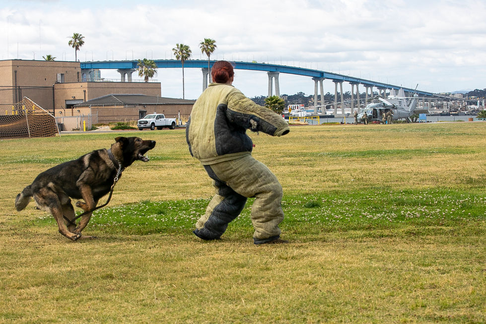 Military Working Dog (MWD) training