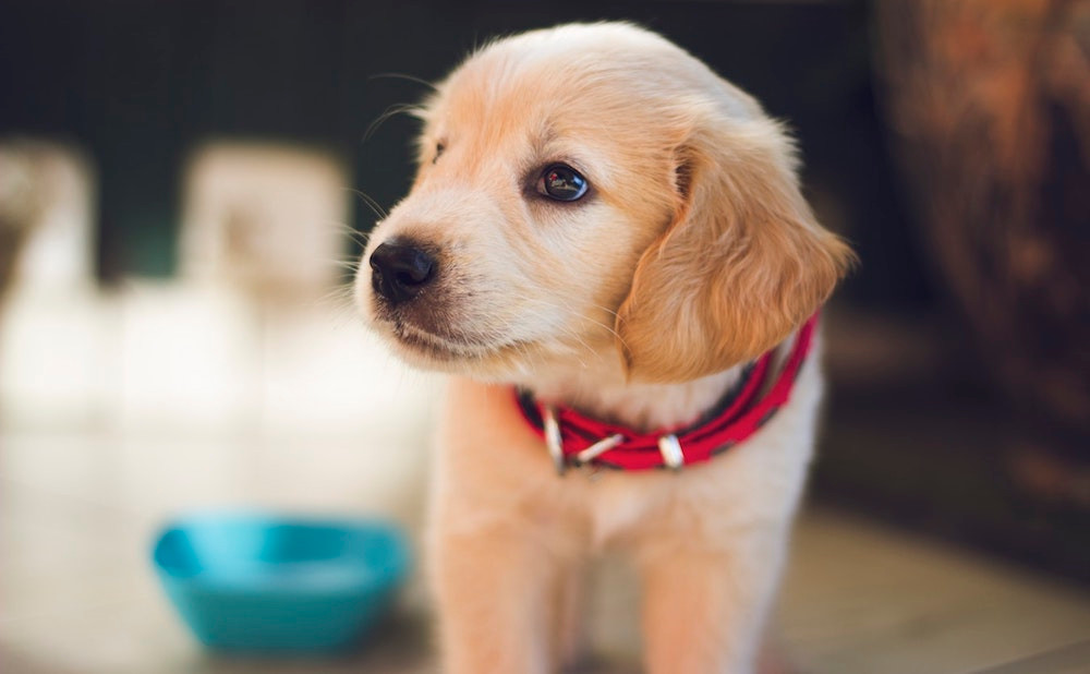 arrivée d'un chiot